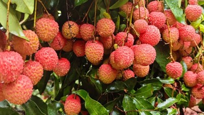 荔香滿枝頭，品嘗荔枝甜